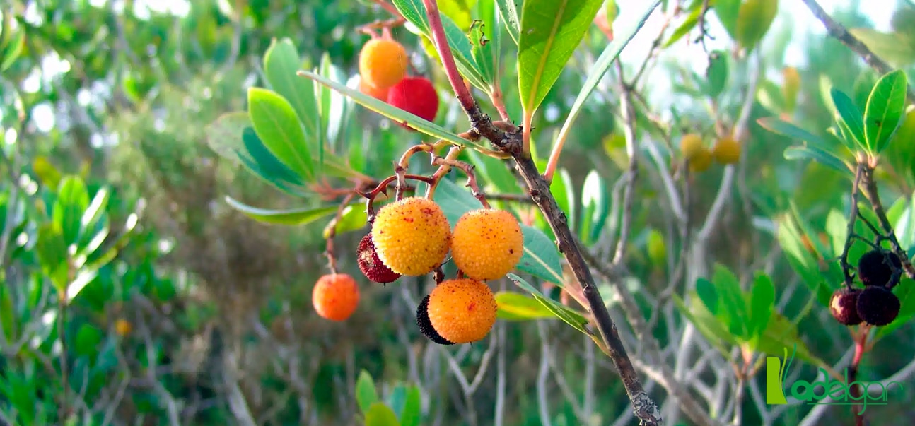 El Madroño, un fruto muy completo para la salud y la cocina. Clínica Adelgar, tu clínica de adelgazamiento y cirugía estética en Madrid